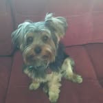 Jeanne Comer - @puddleszzzpoo - Instagram