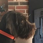 Jeanne Gardner Cramer - @jc7782newt - Instagram