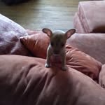 Holly Jeanne Dodds - @hollyjeannedodds - Instagram