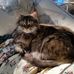 Jeannie Dodd - Facebook
