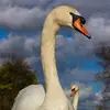 jeannegale499 - @jeannegale499 - TikTok