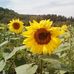 Jeannie Haney - Facebook