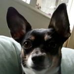 jeanne holman - @cloe_doggie - Instagram