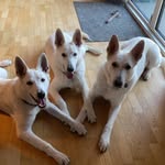 Jeanne Bøg Pedersen - @jeannepedersen77 - Instagram