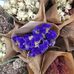 Jeanne Perrin - Facebook