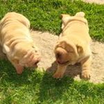 Jeanne E. Ferguson - @jeanne__sharpei - Instagram