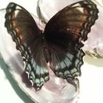 Jeanne Squires - @jeannesquires - Instagram