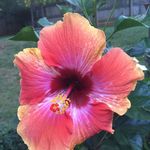 Jeanne Stump Courteaud - @juju13monkey - Instagram