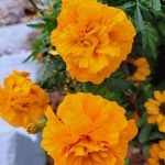 Jeanne Willis - @jwillis1965 - Instagram