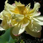 Jeanne Willis - @jeanneraewillis - Instagram