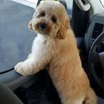Jeanne Yoder - @yoderhome - Instagram