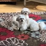 Jeannie Lynn Cunningham - @jvchipmunk2025 - Instagram