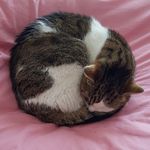 Jeannine Daniel - @jeannine.daniel.961 - Instagram