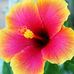 Jeannine Simon - Facebook