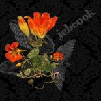 Jeb Cook Music - Facebook