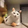 Jed Bean - @jed.bean - TikTok