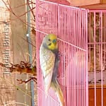 طيور جدة - @jed_birds - Instagram
