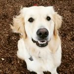 Jed - @jed_the_golden - Instagram
