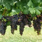 Jed Gray - @greenwineguy - Instagram