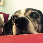 Jed Howard-Trainer - @thelazybeagle - Instagram