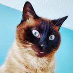Jed Phillips - @jed.phillips.14 - Instagram