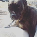 Funny Cats And Dogs Relax $$$ - @jedediahbennett - Instagram