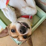 吉利 - @jeelee_dog - Instagram