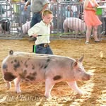 Bain show cattle - @jeff_bain - Instagram