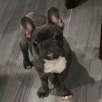 Jeff Bearden - @puppiessouthflorida - Instagram