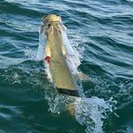 Capt. Jeff Beeler - @islamorada_fishing - Instagram