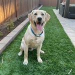 Jeff Boles - @veggie4usj_boles - Instagram