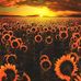 Jeff BRandes - Facebook