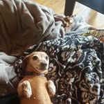 Jeff Chester - @jeff.chester.142 - Instagram