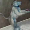 Jeff Clifton - @jwc0311 - TikTok
