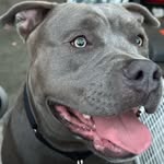 Jeff Cofield - @zeusthedoof - Instagram