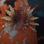 Jeff Cone - @conejeff - Instagram
