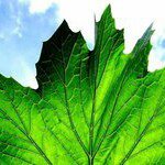 Jeff Connor - @sacsustainable - Instagram