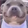 no - @jeffiscoolman1 - TikTok