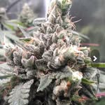 Jeff Crowther - @hempface_86 - Instagram