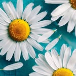 Jeff Alan Decarolis - @decarolisjeff - Instagram