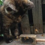 Jeff Eckel - @instarapiaries - Instagram