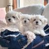 Jeff Edelman797 - @puppiesforrehoming55 - TikTok