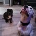 Jeff Ellingson Kapci - Facebook