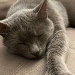 Jeff - @jeff.ilgatto - Instagram