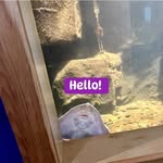 Jeff Geddes - @meemeepawd - Instagram