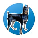 Jeff the German Pinscher - @jeff.the.german.pinscher - Instagram