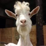 Jeff Goetz - @goatmaster69 - Instagram