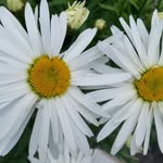 Jeff Goodall- Steffen - @jeffsteff60 - Instagram