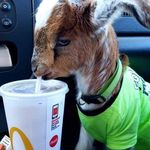 Jeff Grayson - @the_cow_level_ - Instagram