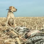 Jeff Gregory - @fins_fowl - Instagram